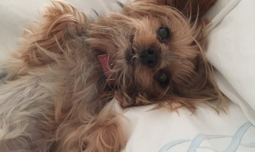 How to Choose The Perfect Haircut For a Dog