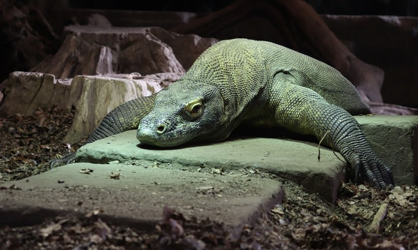 Indonesian Jurassic Park For Komodo Dragon: Good Idea?