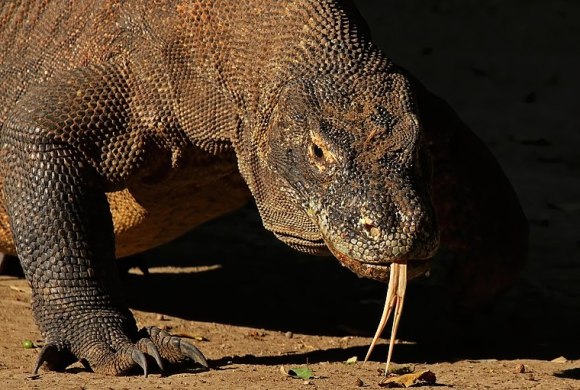 komodo (wikimedia commons)
