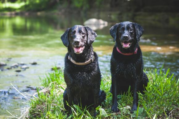dogs that can spot invasive species routine