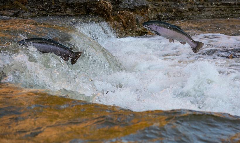 The Declining Giants of Our Rivers