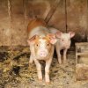 Did You Know? Pig Farming Can Be More Environment-Friendly Now