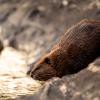 What to Do with “Bad” Beavers? Relocate Them to Help Salmon Thrive