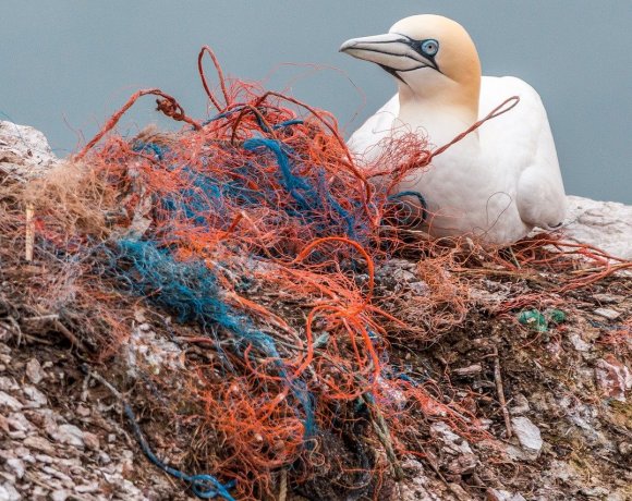 When Plastic Becomes a Platform