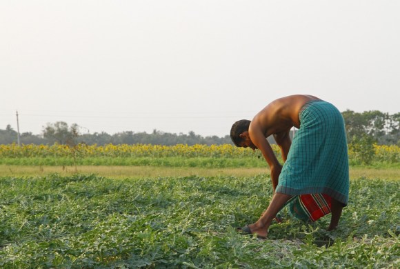 Bangladesh Agriculture Watermelon