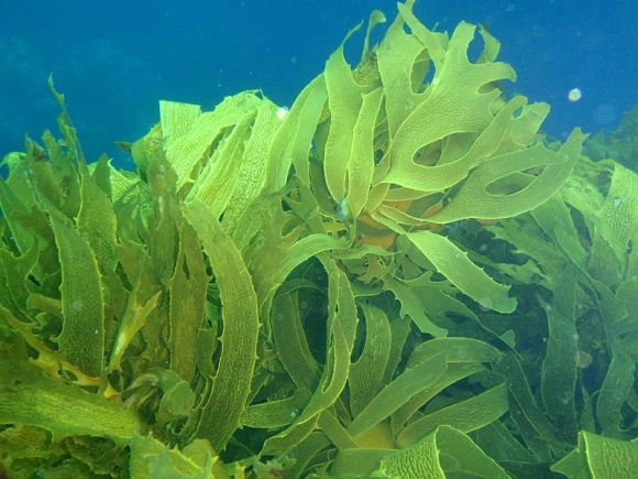 kelp forest (wikimedia commons)