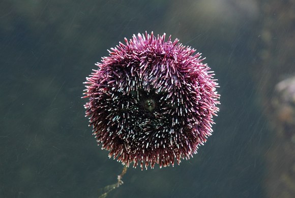 purple Sea urchin (Wikimedia commons)