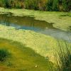 Phosphate Pollution is A Problem, but Now We can Remove and Reuse It 