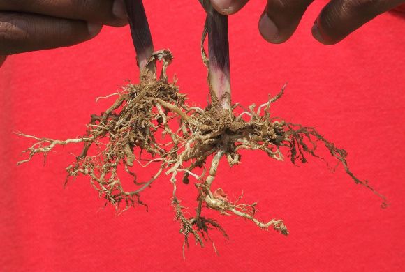 Maize roots affected by aluminium toxicity. Photo by Alandmanson Wikimedia Commons