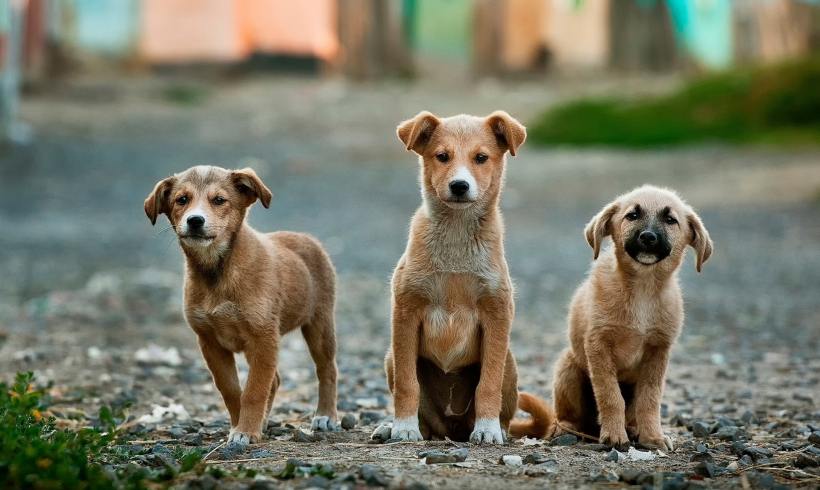 Stray Dogs Can In Fact Understand Human Signals, A New Study Finds 