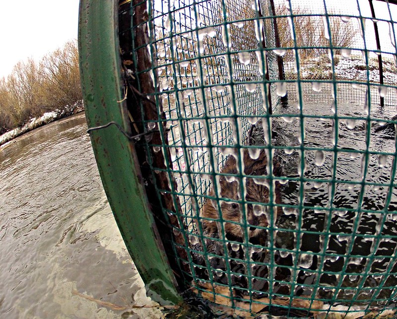 Byccatch otter by USFWS Mountain-Prairie - Earth Buddies