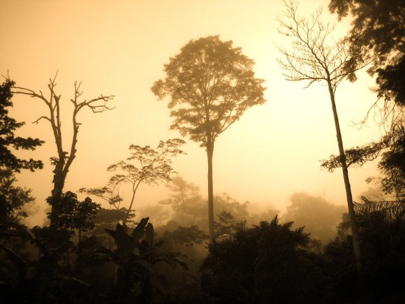 Congo Basin Rainforest by Corinne Staley