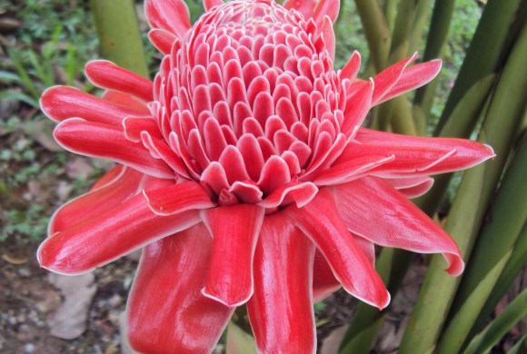 Heliconia_-_torch_ginger (wikimedia commons)