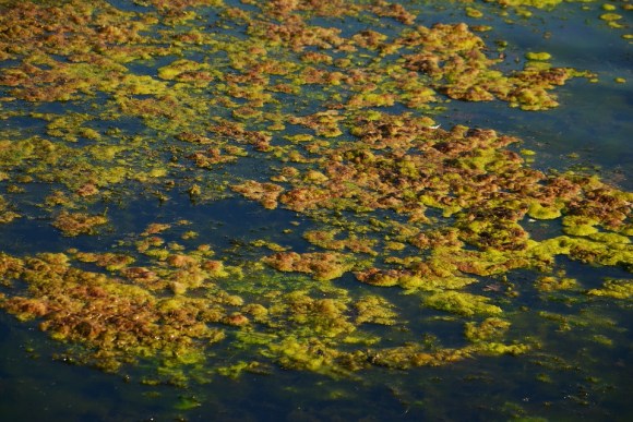 Seaweed Water Algae Infestation Lake Waters qingdao