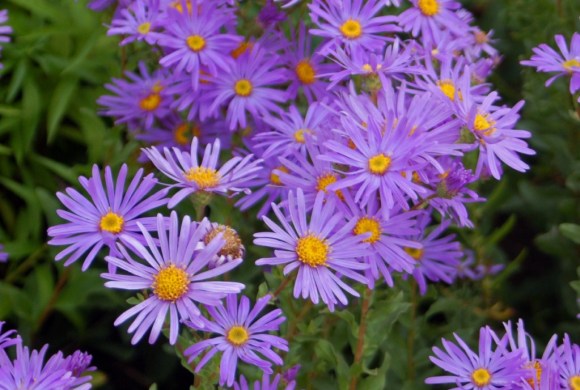 aster flowers (wikimedia commons)