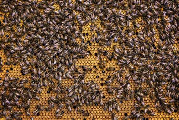 beekeeping-bees-beeswax-honey-bees insect farm