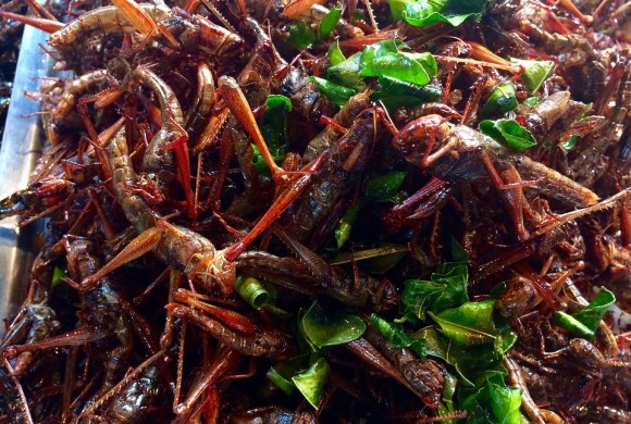 grasshopper fried foods insect farm