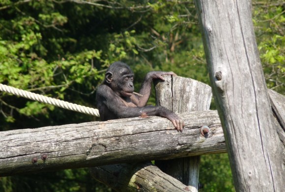 young gorilla congo