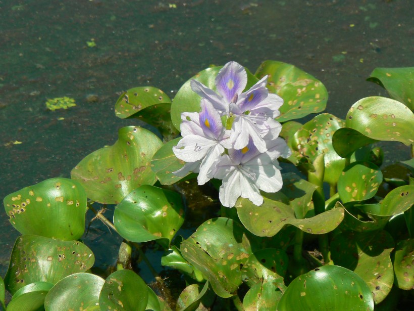Kenyan Startup Turning Hyacinth Weed into Fuel