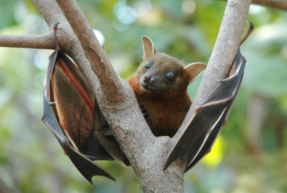 Greater short-nosed fruit bat (Cynopterus sphinx)