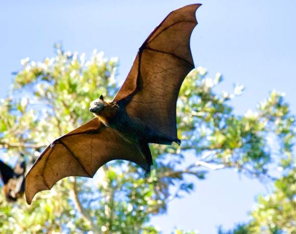 The Reasons You Should Appreciate Bats More Than Before