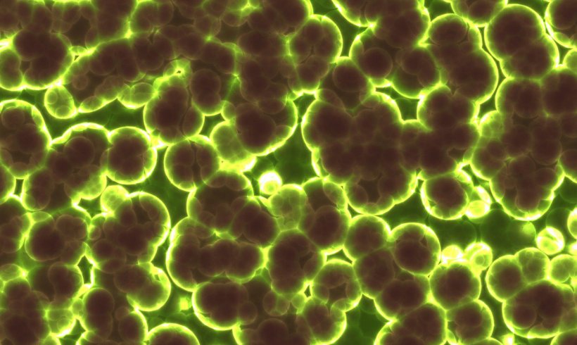 Tiny Things aka Bacteria and Microbes That can be Climate Heroes