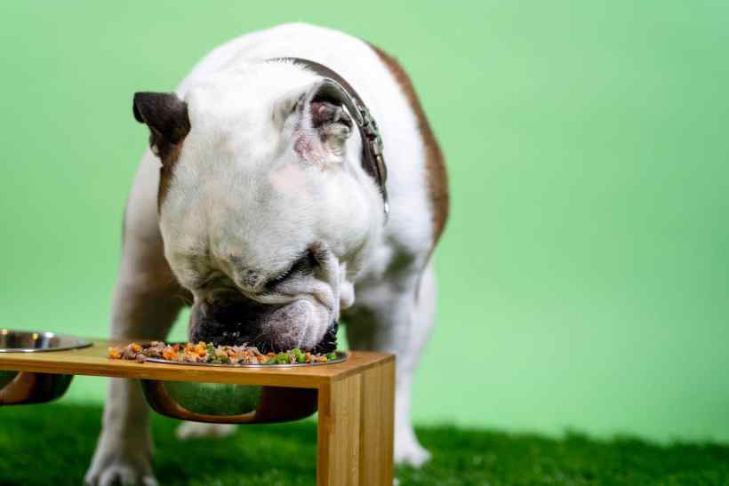 New Advice: Better Stop Giving Dogs Peas as Those Contribute to Canine Heart Disease