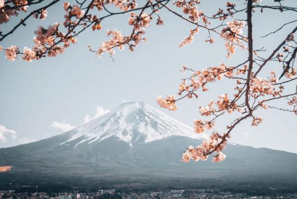 mount-fuji-cherry-blossom-flowers japan