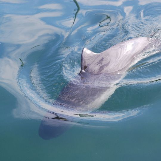 The Rarest Pigment On Earth Is Blue Pigment, But Why Blue Is Everywhere?