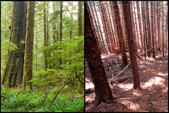 Old_Growth_vs_Second_Growth (wikimedia commons)