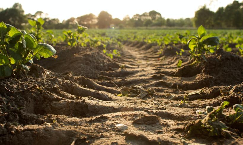 The Hidden Climate Helper Beneath Our Feet, The Soil