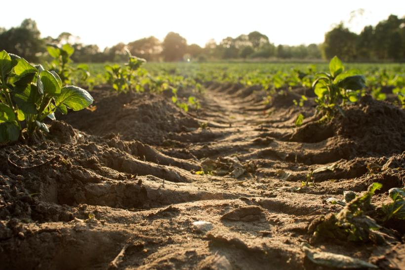 The Hidden Climate Helper Beneath Our Feet, The Soil