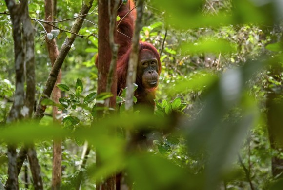 orangutan-ape-tree-forest-rainforest-endangered-species-1629840-pxhere.com