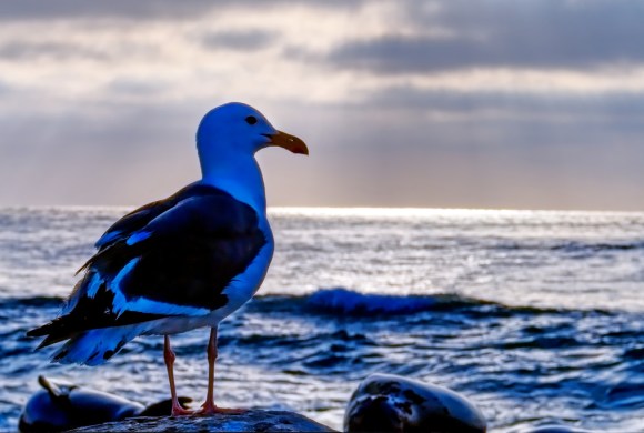 The Secret Life of Seagulls, and Why They Are Important