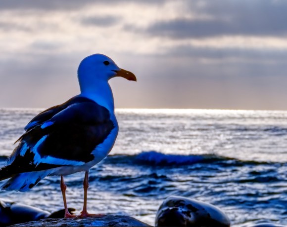 The Secret Life of Seagulls, and Why They Are Important