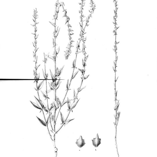 10 Historic Plants That Have Gone Extinct