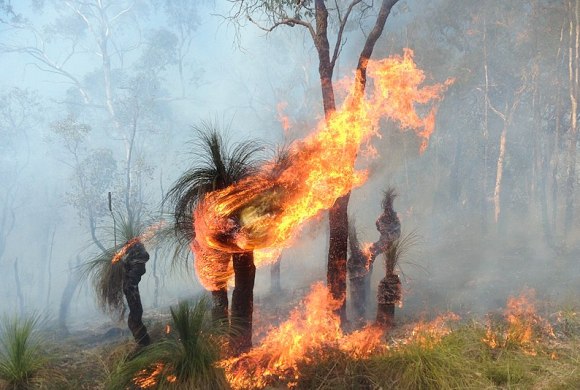 Burning trees (Wikimedia Commons)