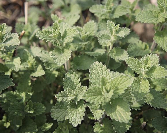 Catnip as Your Future Powerful Insect Repellent? Scientists Say So!