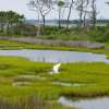 Do We Really Need Artificially Constructed Wetlands?