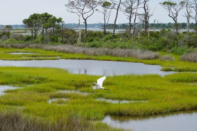 Do We Really Need Artificially Constructed Wetlands?