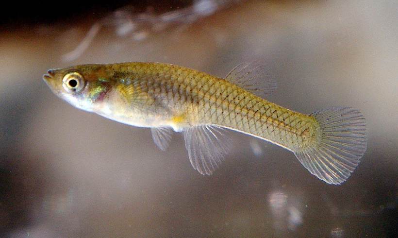 Scientists Resort to Using Robotic Fish to Control Invasive Species 