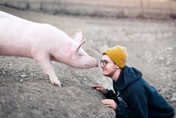 talking with pig