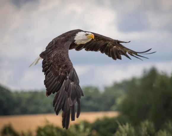 Bald Eagle, Then Considered Endangered, Has Made Its Comeback 