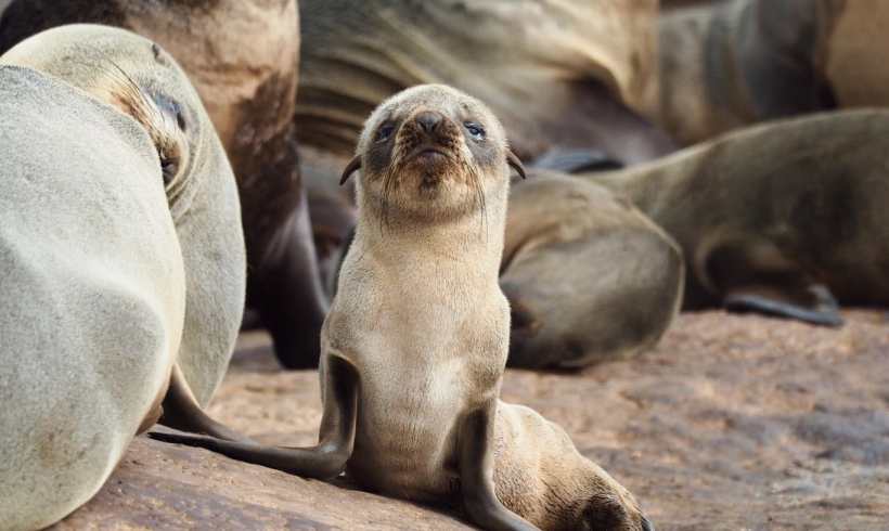 Sea Lions: What’s Up with Their Conservation State?
