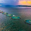 Offshore Fish Farm: A Breakthrough or Just Another Gold Rush?