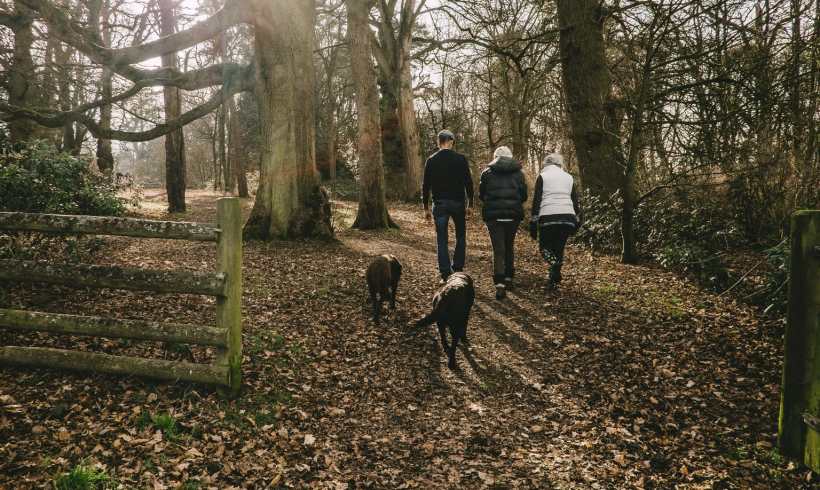 Is It Too Hot to Take My Dogs Outside? Here Is the Checklist