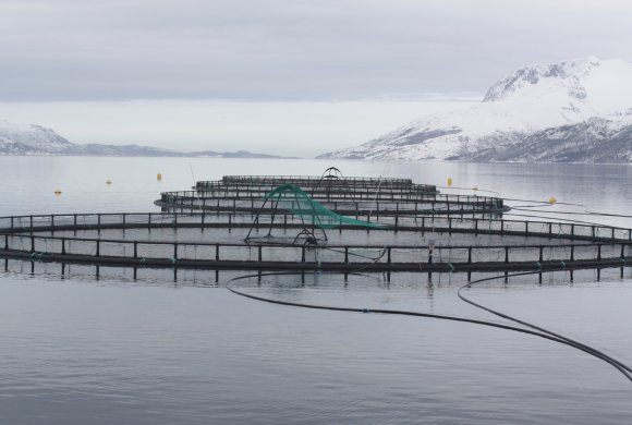 offshore fish cage (WIkimedia Commons)