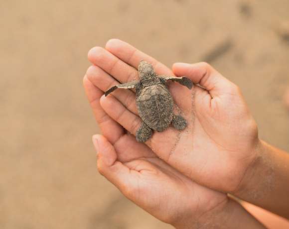 Want to Travel but Also Help Sea Turtles? Join These Projects