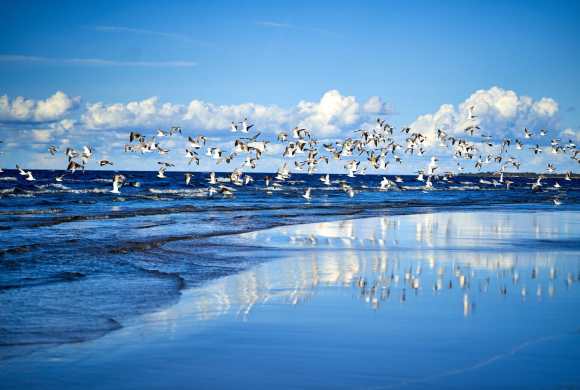 a group of seabirds are more prone to avian influenza