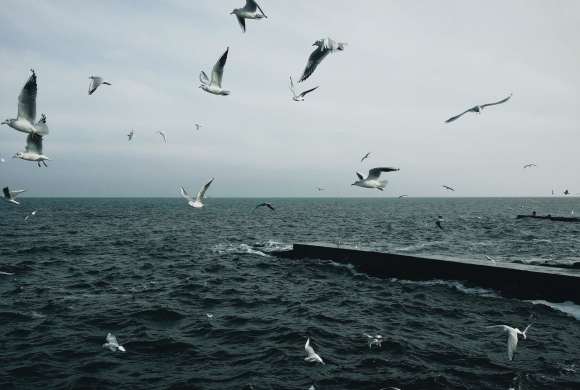 seabirds may catch avian influenza in the wild